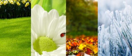 Banner Rasenpflege nach Jahreszeiten