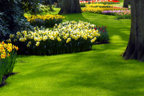 Beitragsbild zur Themenwelt Rasen besanden