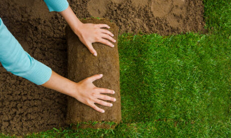 Rollrasen von EUROGREEN