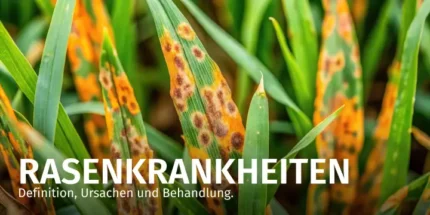 partridge breast aloe Aloe Pheasant Breast — Cactus en Ligne main image 1