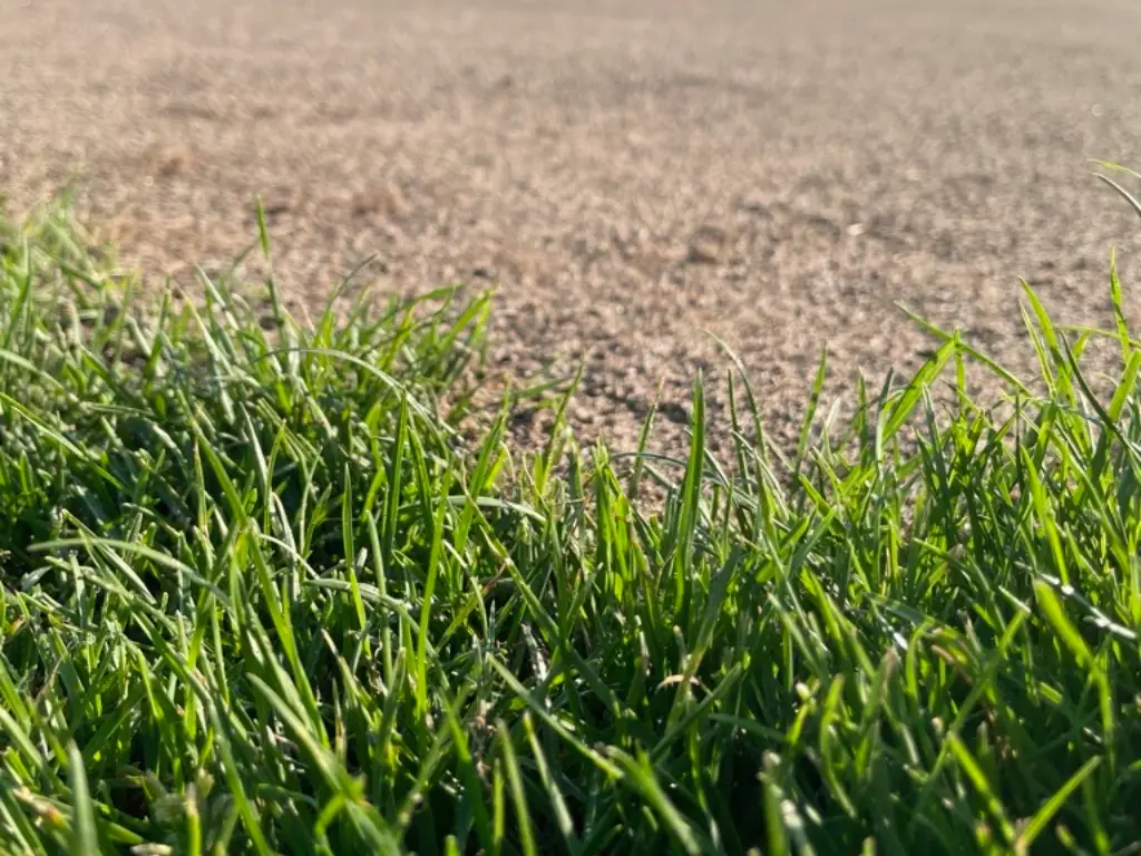 Rasenpflege im Frühjahr – beachte diese Reihenfolge!